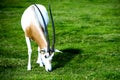 Scimitar-horned Oryx in the wild Royalty Free Stock Photo